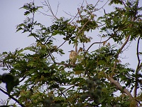 Pond heron
